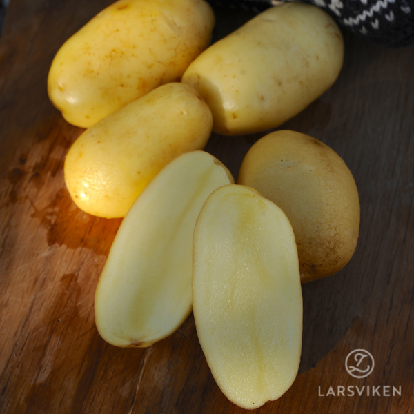 Sättpotatis 'Ditta'