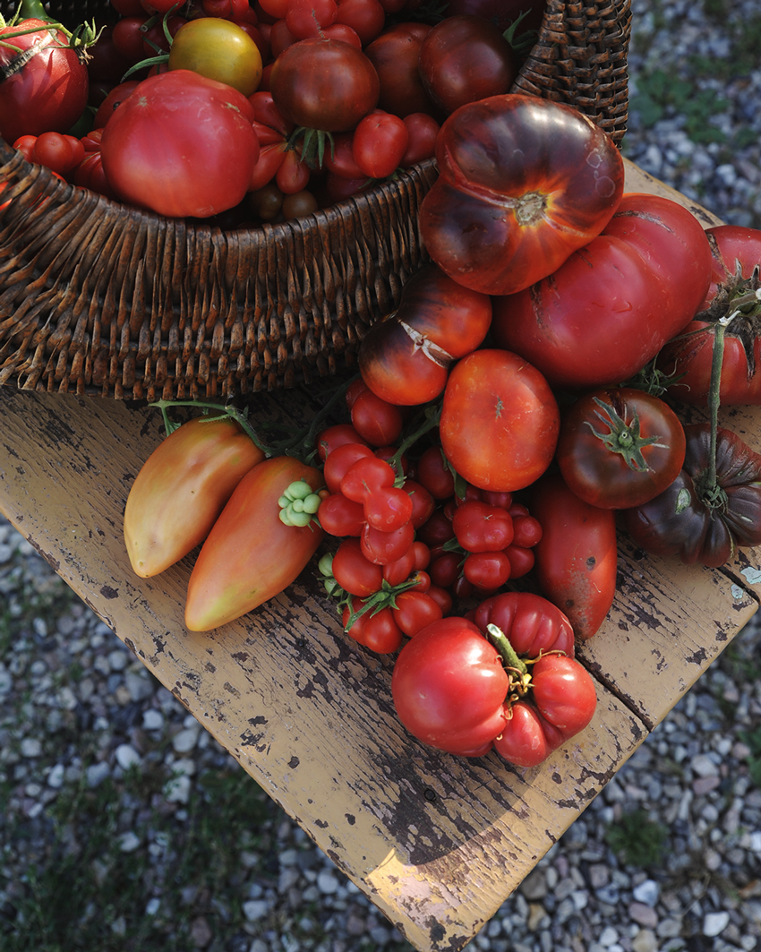 Hemma odlade tomater i olika färg och form i en korg och på en skärbrädan till hemmagjord tomatsås.