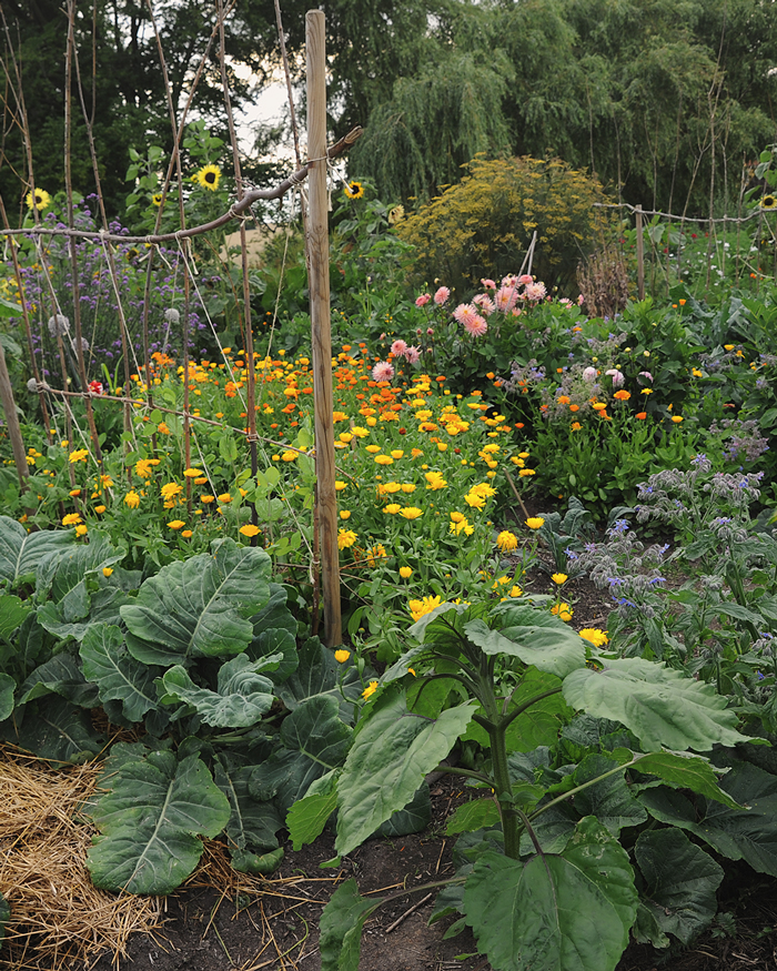 Blommor av olika slag i Hannu Sarenströms trädgård