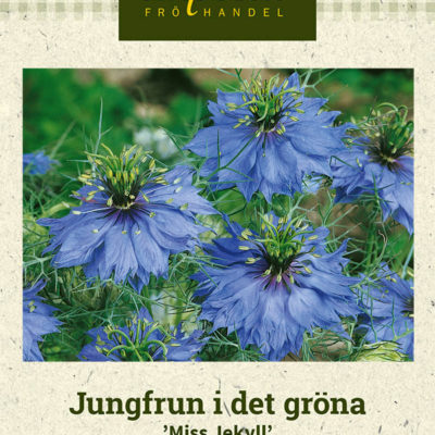 Jungfrun i det gröna 'Miss Jekyll'
