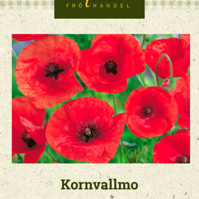 Kornvallmo