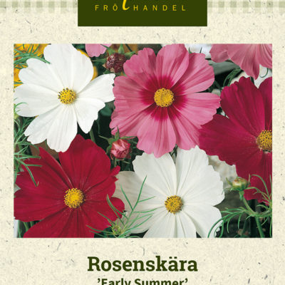 Rosenskära 'Early Summer'