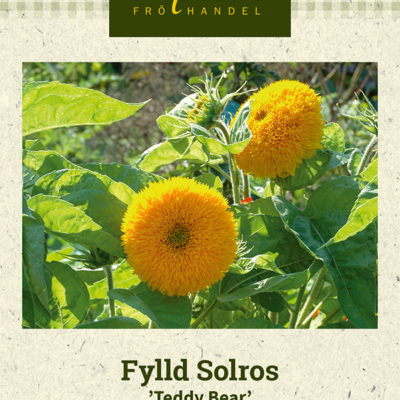 Fylld Solros 'Teddy Bear'