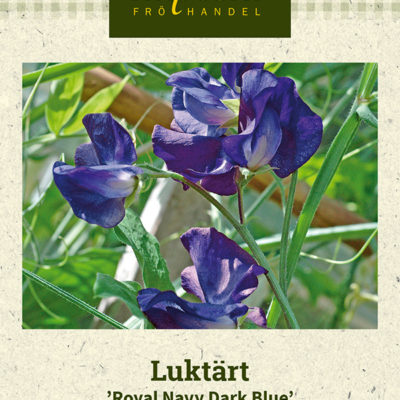 Luktärt 'Royal Navy Dark Blue'