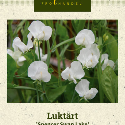 Luktärt 'Spencer Swan Lake'