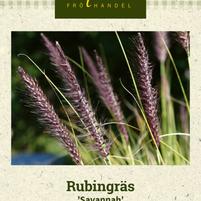 Rubingräs 'Savannah'