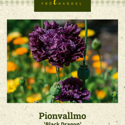 Pionvallmo 'Black Dragon'