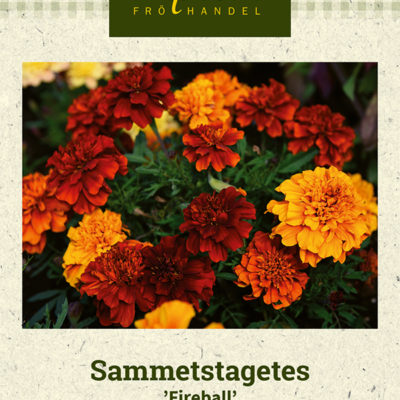 Sammetstagetes 'Fireball'