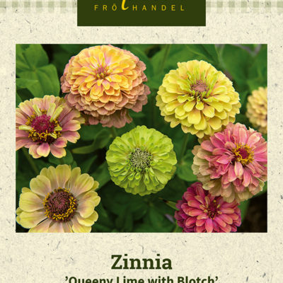 Zinnia 'Queeny Lime with Blotch'