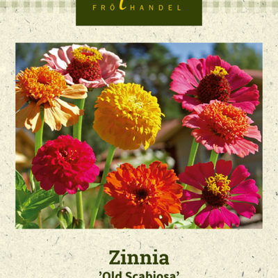 Zinnia 'Old Scabiosa'