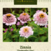 Zinnia 'Zinderella Lilac'