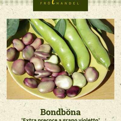 Bondböna 'Extra precoce a grano violetto'