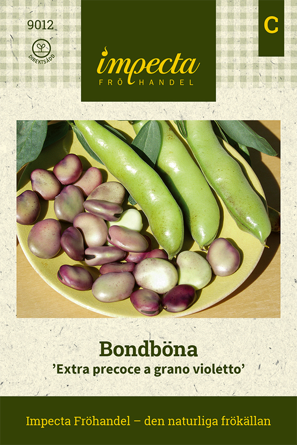 Bondböna 'Extra precoce a grano violetto'