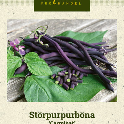 Störpurpurböna 'Carminat'