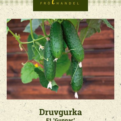 Druvgurka F1 'Gunnar'