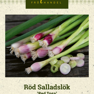 Röd Salladslök 'Red Toga'