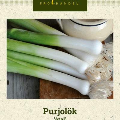 Purjolök 'Atal'