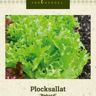 Plocksallat 'Rekord'