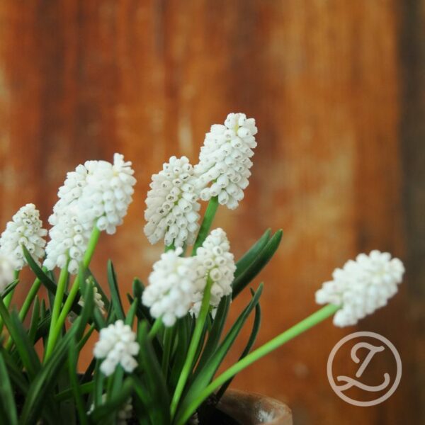 Pärlhyacint 'White Magic'