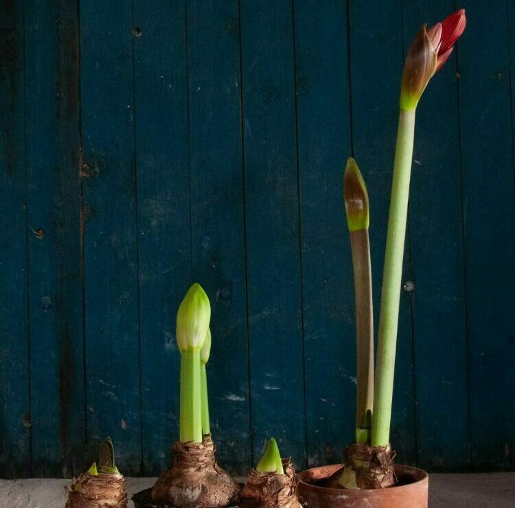 Amaryllisens historia