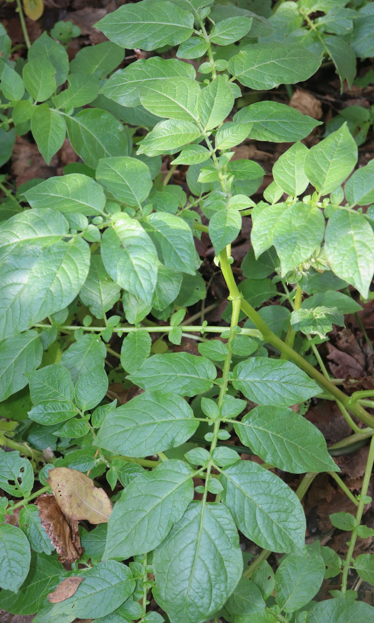 Potatis, potatisplanta, odla