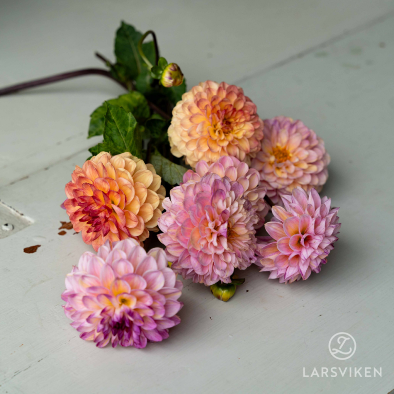 Dahlia 'Wine Eyed Jill' Larsviken