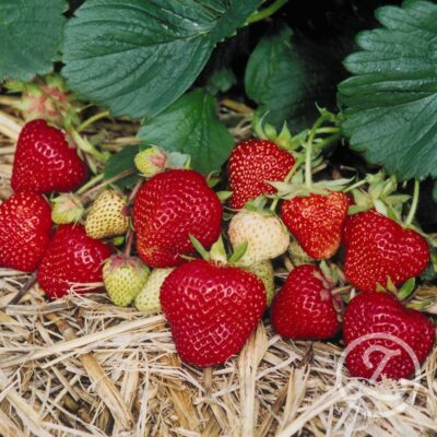 Jordgubbsplantor 'Florence' 6-pack