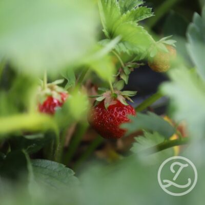 Jordgubbsplantor 'Honoye' 6-pack