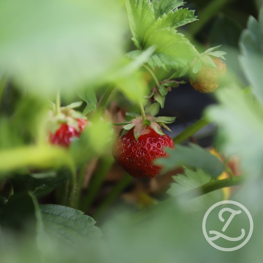 Jordgubbsplantor 'Honoye' 6-pack