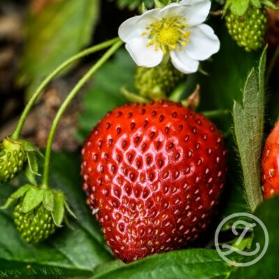 Jordgubbsplantor 'Malwina' 6-pack