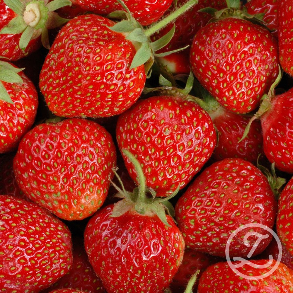 Jordgubbsplantor 'Marieka' 6-pack