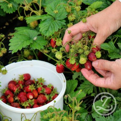 Jordgubbsplantor 'Polka' 6-pack