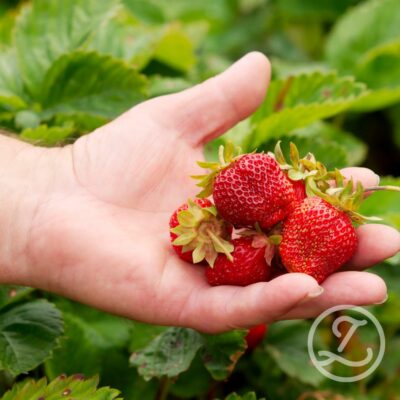 Jordgubbsplantor 'Senga Sengana' 6-pack