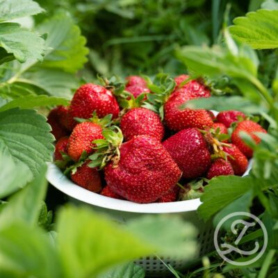 Jordgubbsplantor 'Verdi' 6-pack
