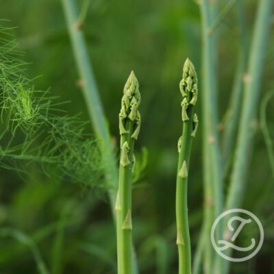 Sparrisplantor 'Gijnlim' 5-pack