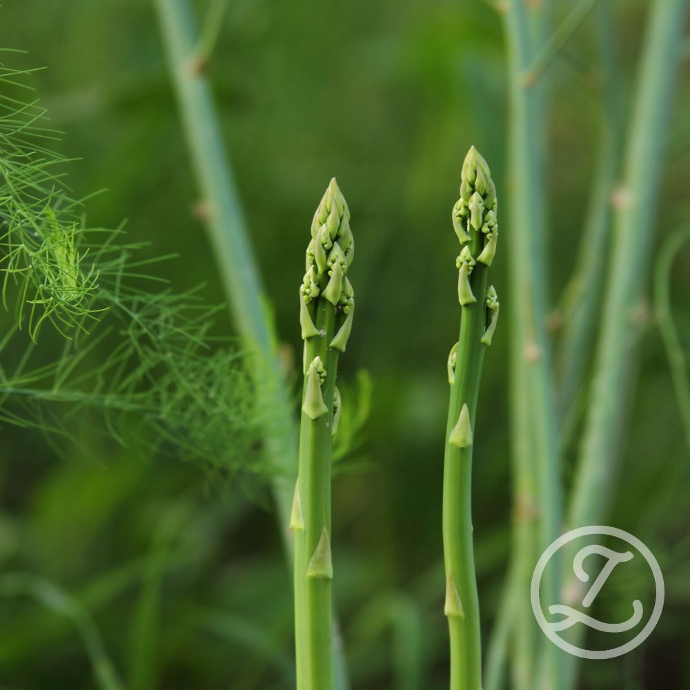 Sparrisplantor 'Gijnlim' 5-pack