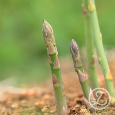 Sparrisplantor 'Prius' 5-pack