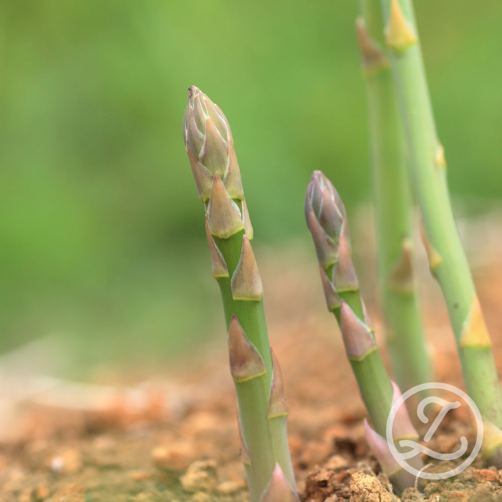 Sparrisplantor 'Prius' 5-pack