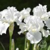 Iris 'Immortality' barrotad