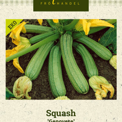 Squash 'Genovese'