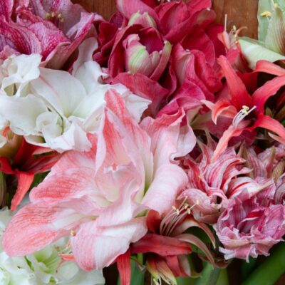 Amaryllis "Tvåfärgad mix" från trädgårdsmästeriet
