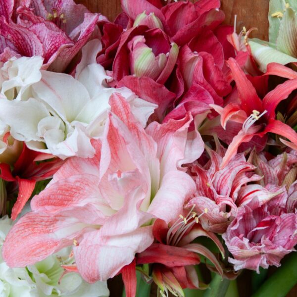 Amaryllis "Tvåfärgad mix" från trädgårdsmästeriet