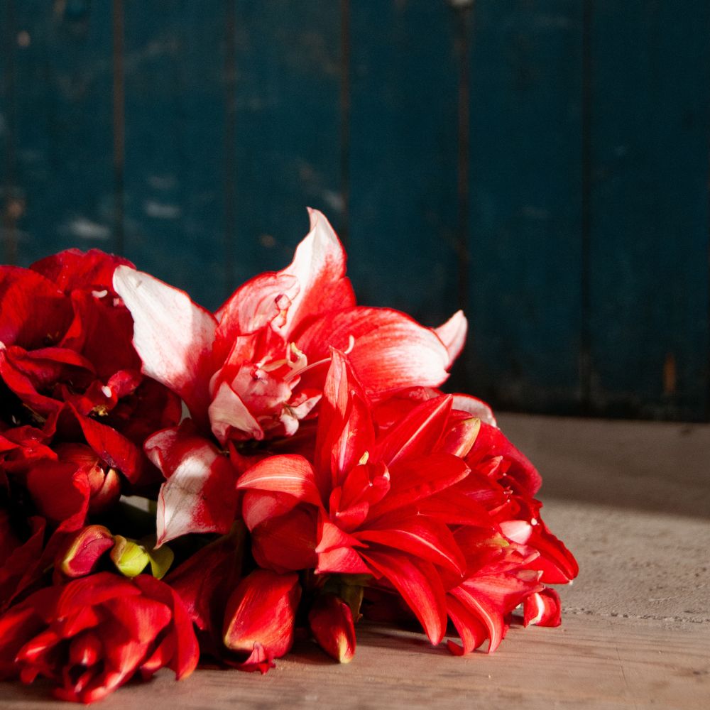 Amaryllisens historia