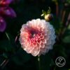Dahlia 'Linda's Baby'