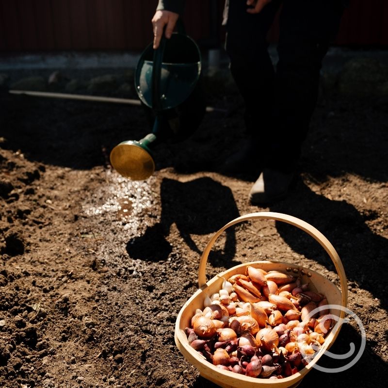 Självförsörjande på grönsaker