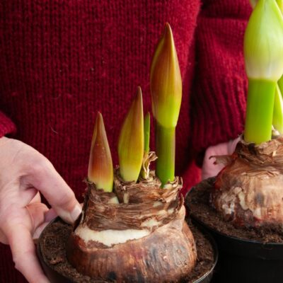 Amaryllisens historia