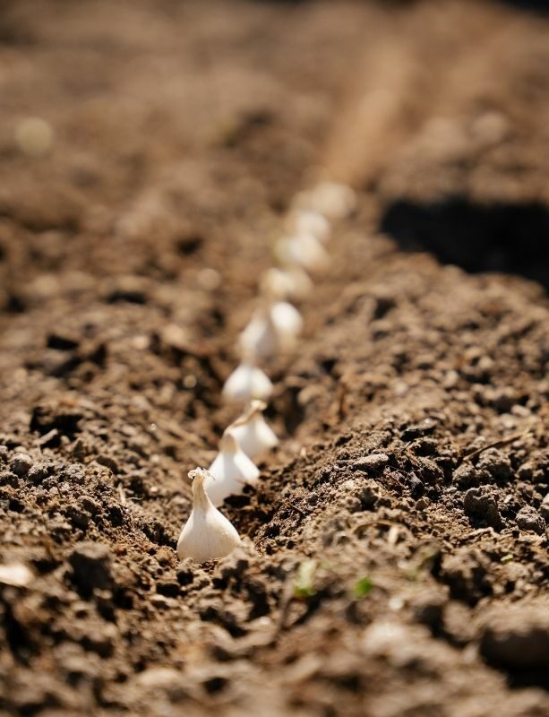 sättlök, lök, storpack