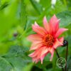 Dahlia 'Waltzing Matilda'™