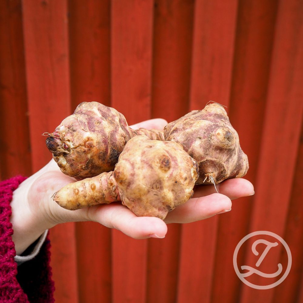 Jordärtskocka 'Rema' 5-pack