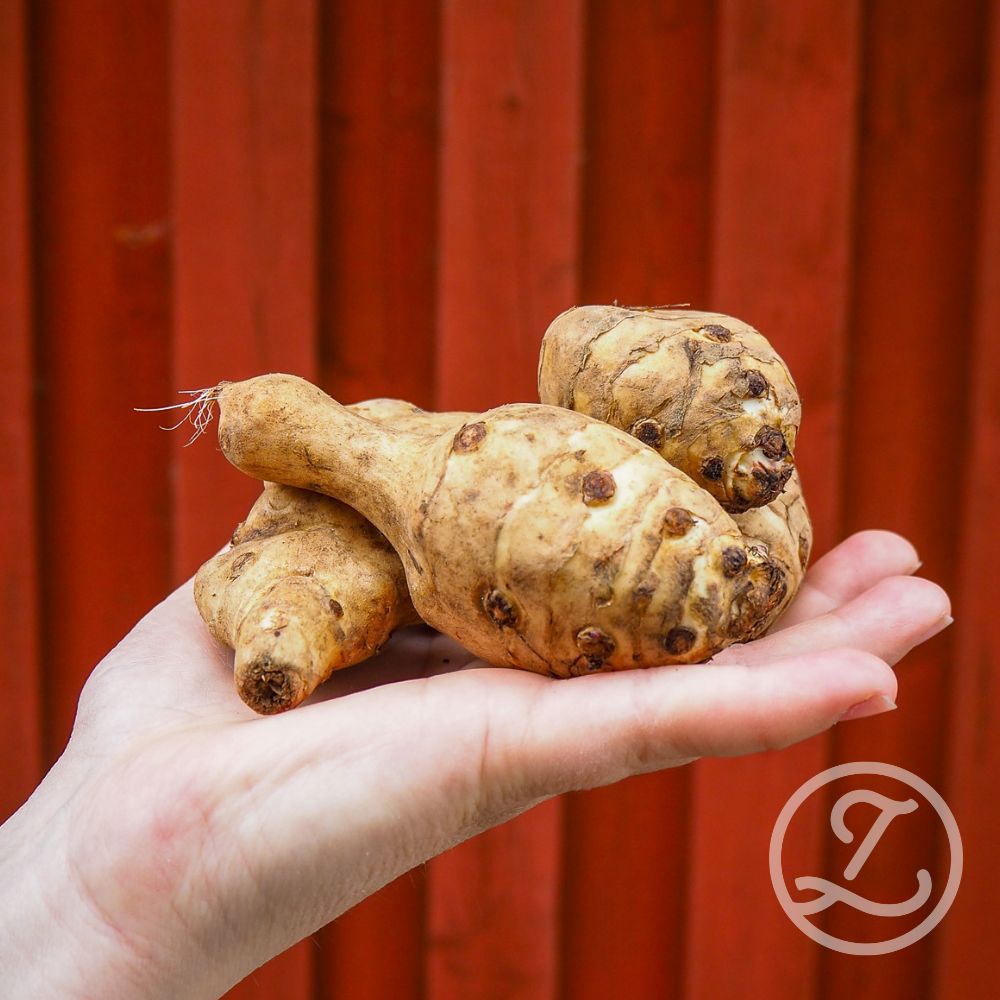 Jordärtskocka 'Topstar' 5-pack